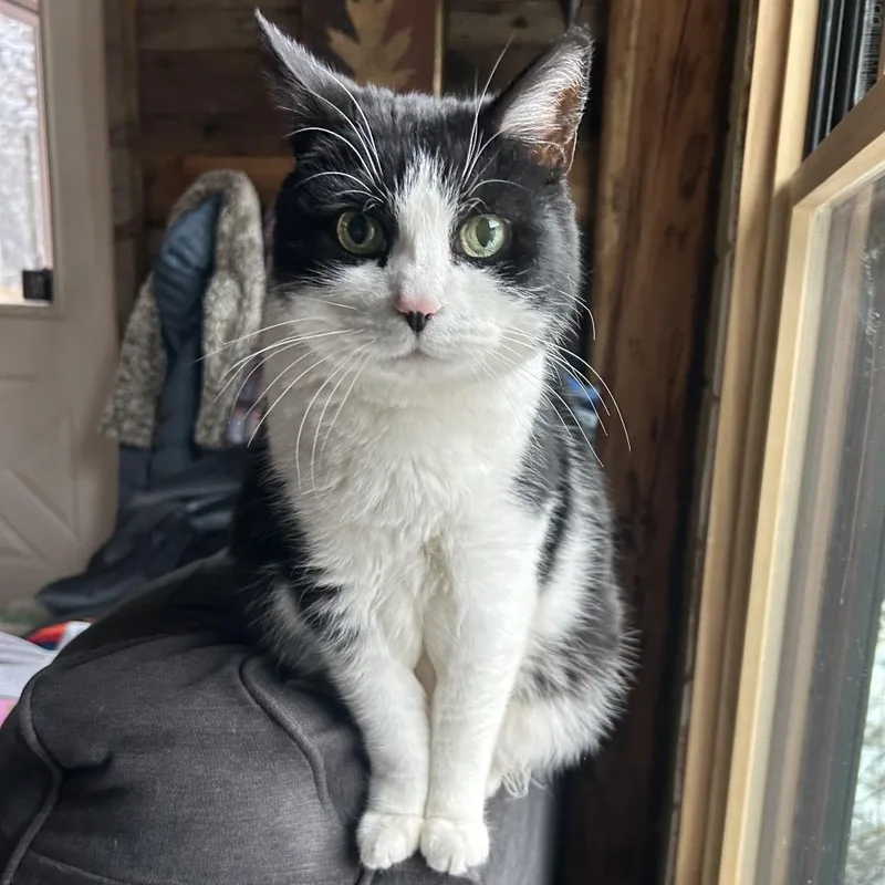 Penelope thumbnail 3