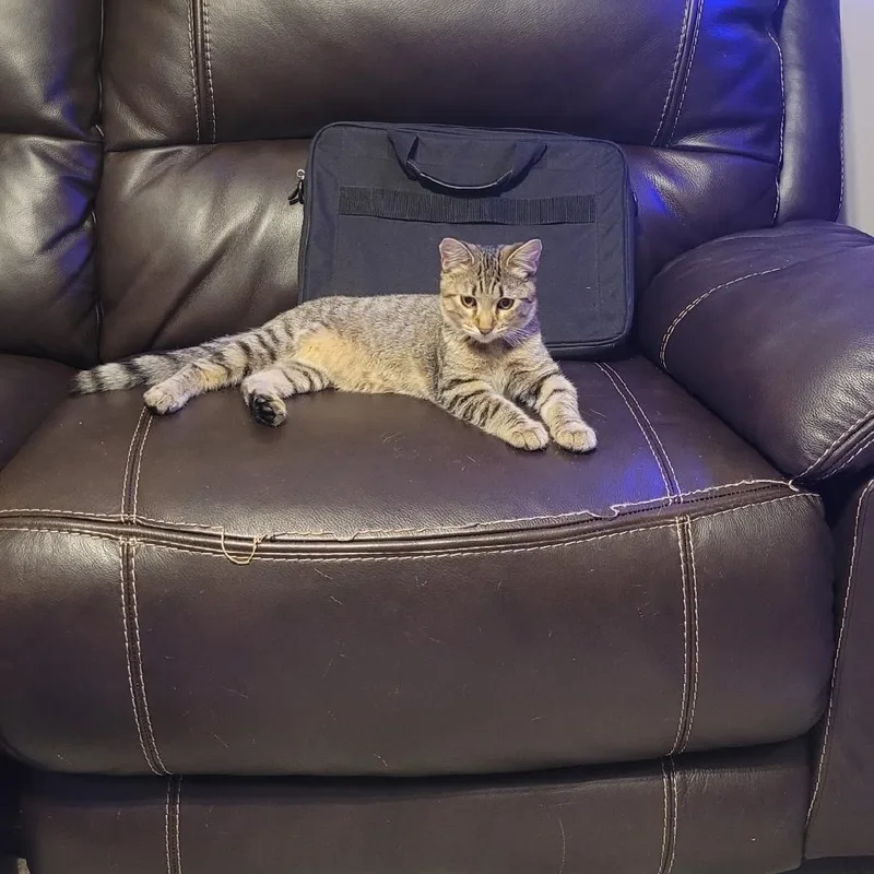 A baby medium-sized male Tabby (Brown / Chocolate) Domestic Short Hair cat named Simon for adoption in Maryville, TN