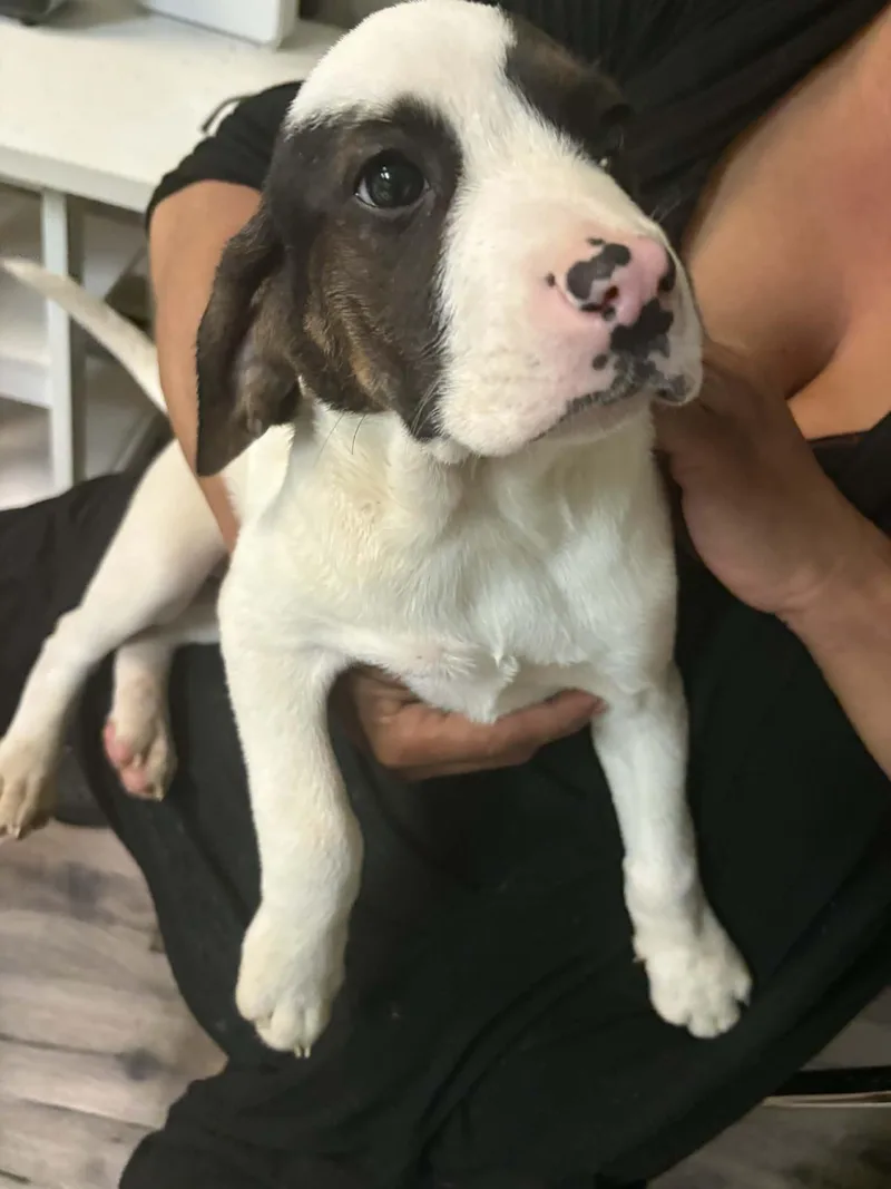 A baby medium-sized male White / Cream Beagle dog named Spot for adoption in Woodbury, NJ