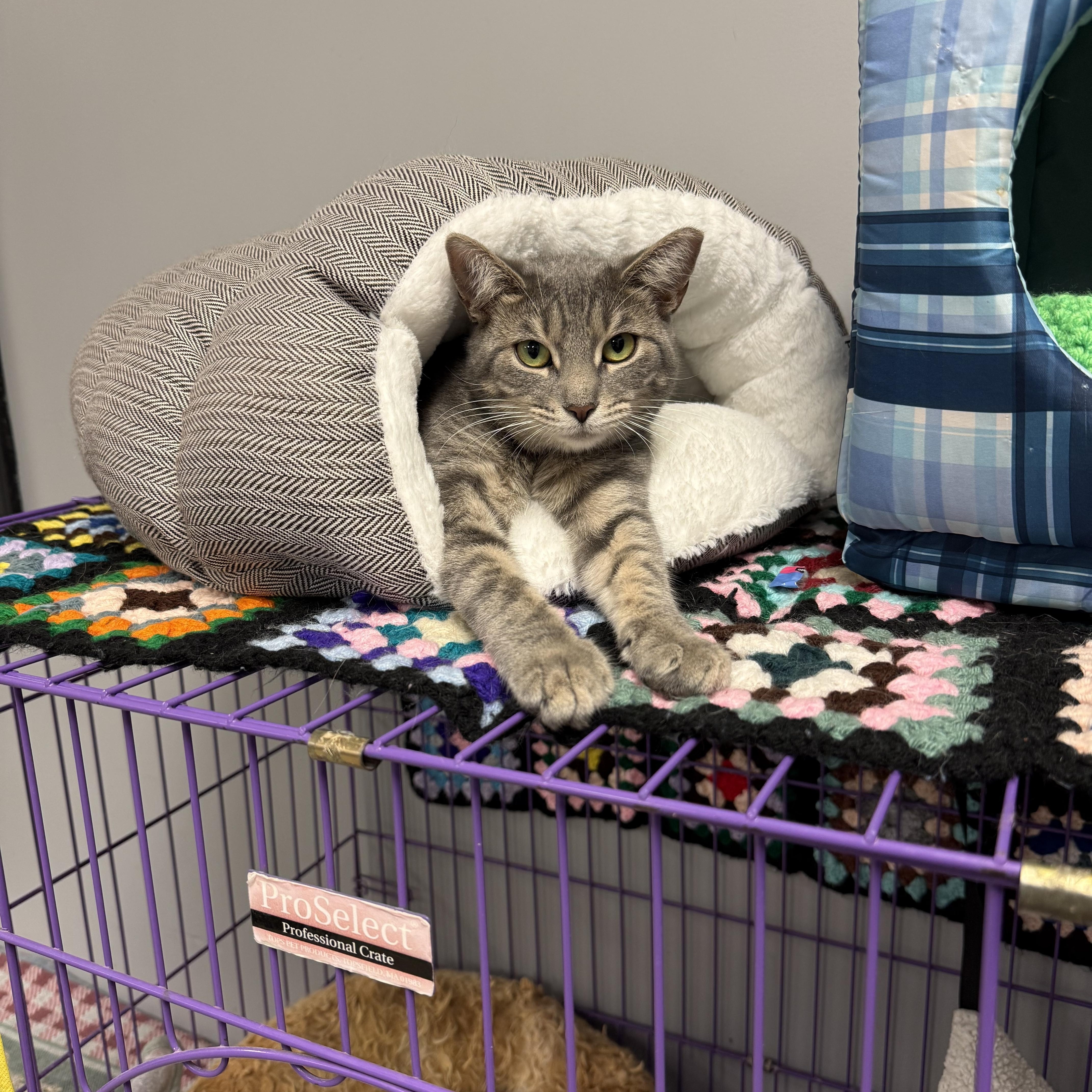 An adult medium-sized female Tabby (Gray / Blue / Silver) Domestic Short Hair cat named Cuddles for adoption in Hamburg, NY