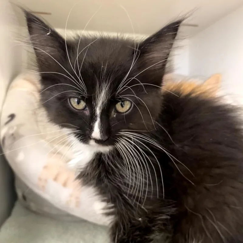 A baby small-sized male Black Domestic Medium Hair cat named Stinker for adoption in Kyle, TX