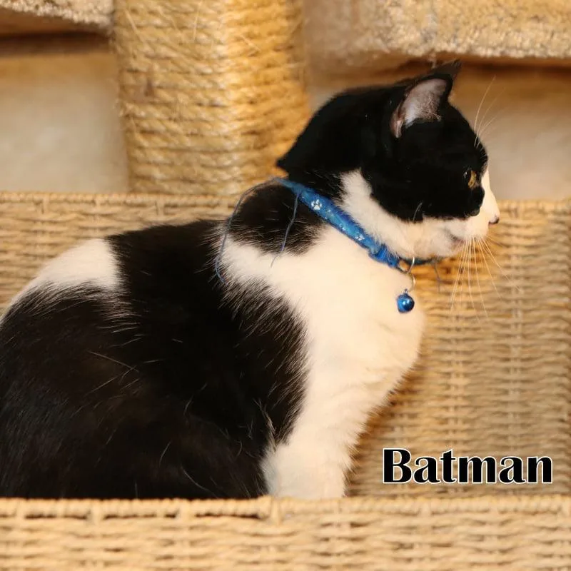 Batman thumbnail 4