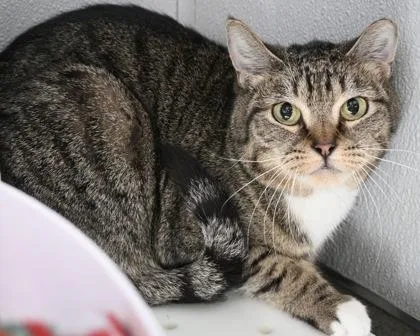 An adult small-sized female Domestic Short Hair cat named Luna for adoption in West Seneca, NY