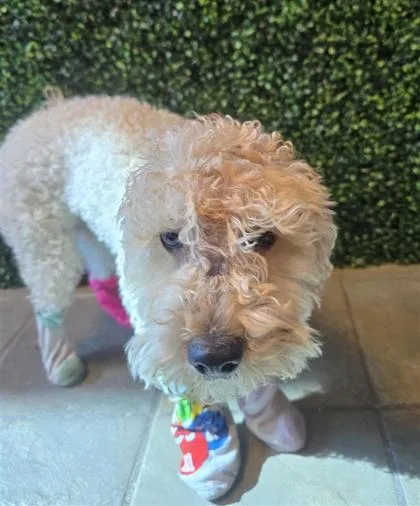 An adult medium-sized male White / Cream Poodle dog named 61104043 for adoption in El Paso, TX