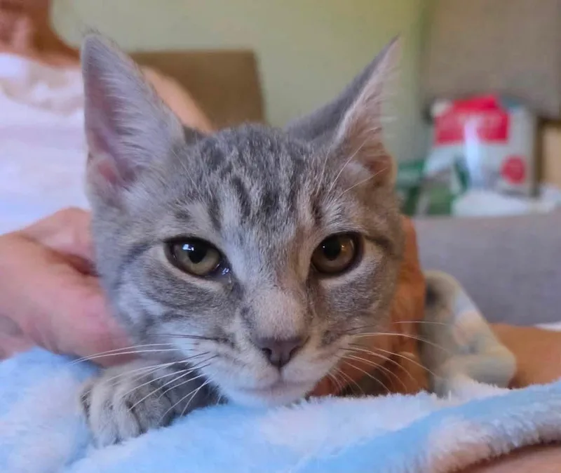 A baby medium-sized female Black Domestic Short Hair cat named Nina .Panther for adoption in Staten Island, NY