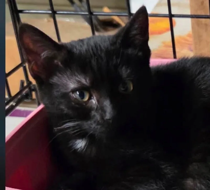 Nina .Panther thumbnail 2