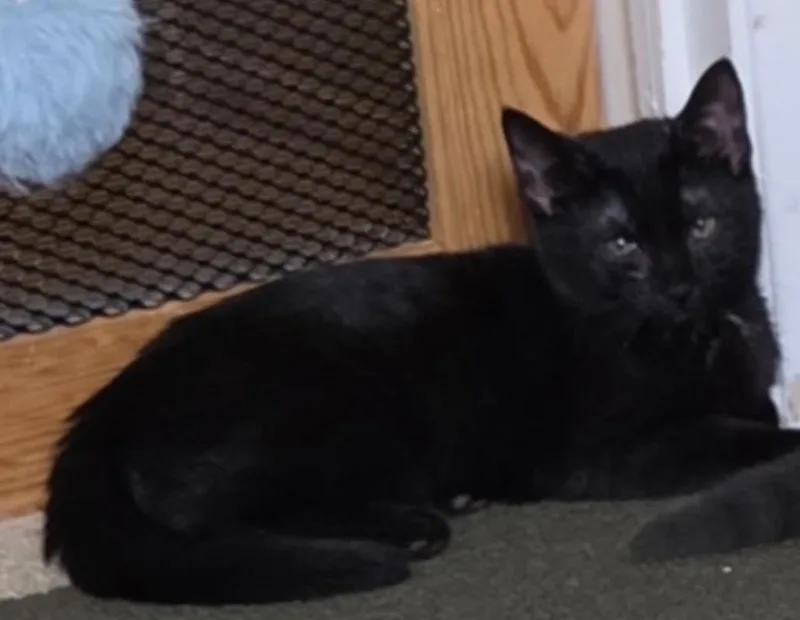 Nina .Panther thumbnail 4