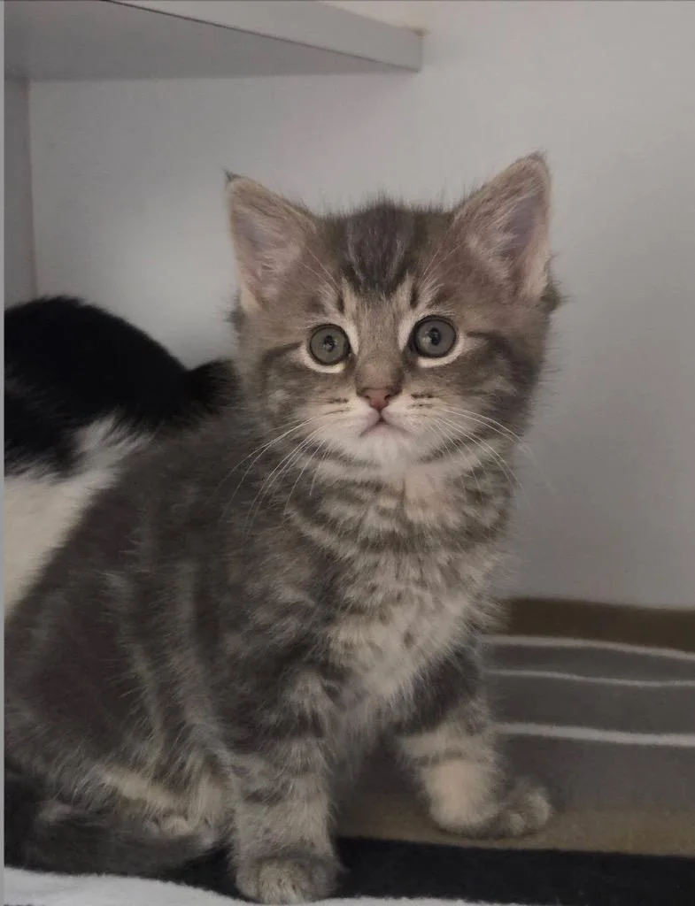 A baby small-sized male Domestic Short Hair cat named Pebble for adoption in Liverpool, NY