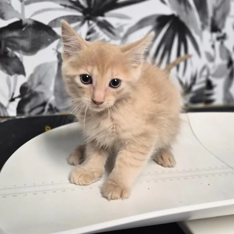 A baby small-sized male Buff / Tan / Fawn Domestic Medium Hair cat named Schnitzel for adoption in Wahiawa, HI