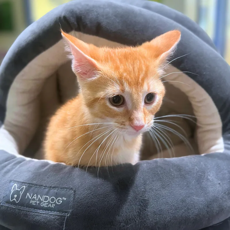 A young medium-sized male Orange & White Domestic Short Hair cat named Peter for adoption in Quincy, IL