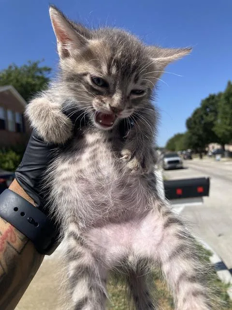 A baby small-sized female Domestic Short Hair cat named Nala for adoption in Dallas, TX