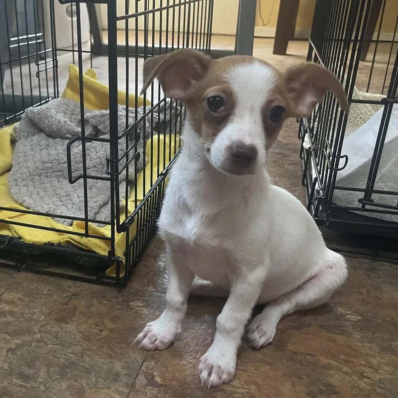 A baby small-sized female White / Cream Chihuahua dog named Buena for adoption in Austin, TX