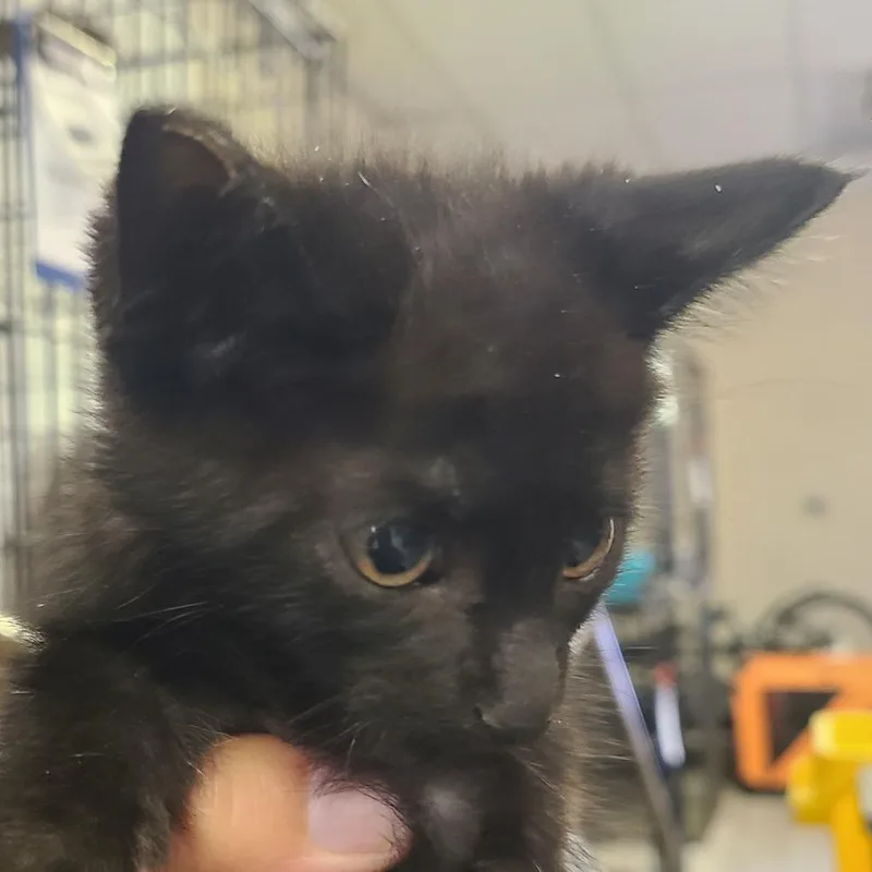 A baby small-sized male Black Domestic Short Hair cat named Arthur for adoption in Hemet, CA