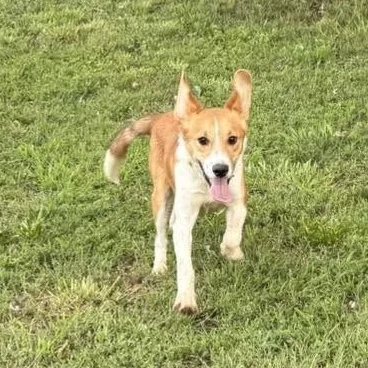 A baby medium-sized male Hound dog named Milano for adoption in Springfield, MO