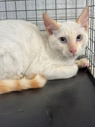 A young medium-sized male Domestic Short Hair cat named Saber for adoption in Port Allen, LA