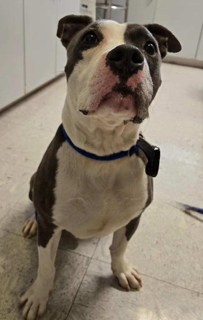 An adult medium-sized male Terrier dog named Joseph for adoption in Sandusky, OH