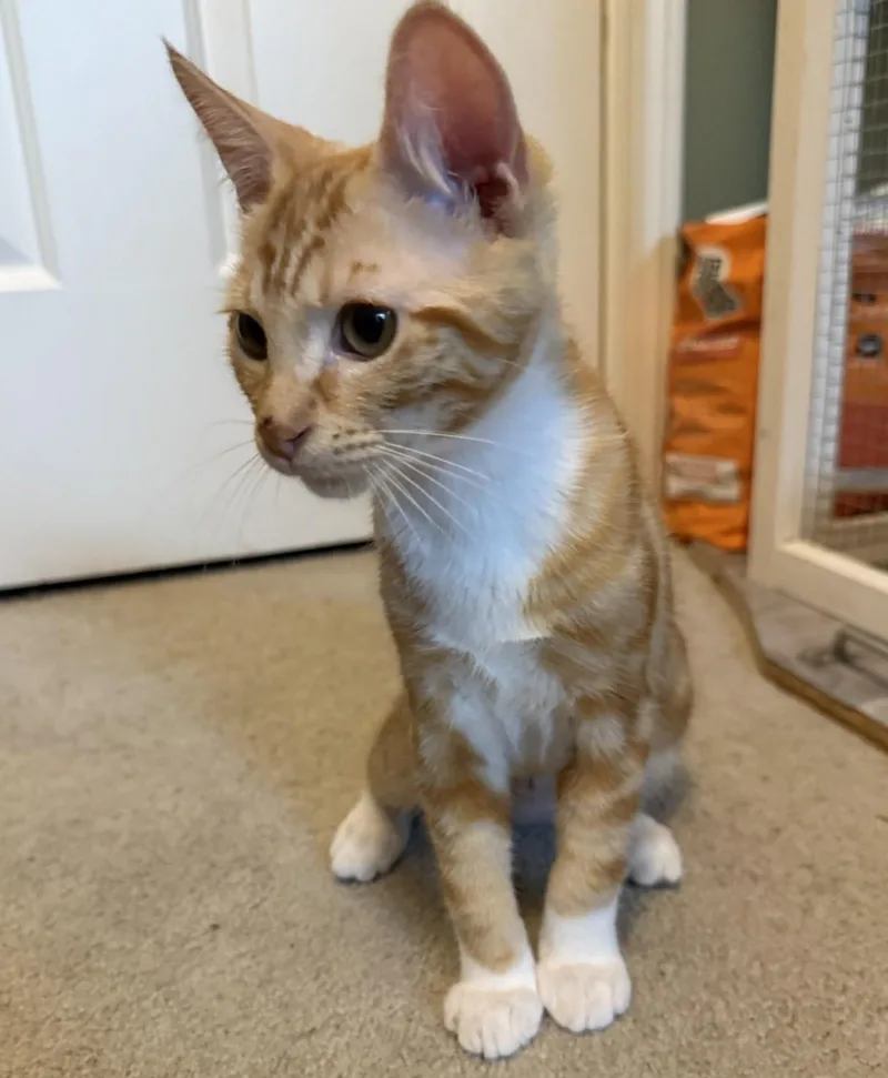 A baby medium-sized female Tabby (Orange / Red) Domestic Short Hair cat named Ember for adoption in Silverton, OR