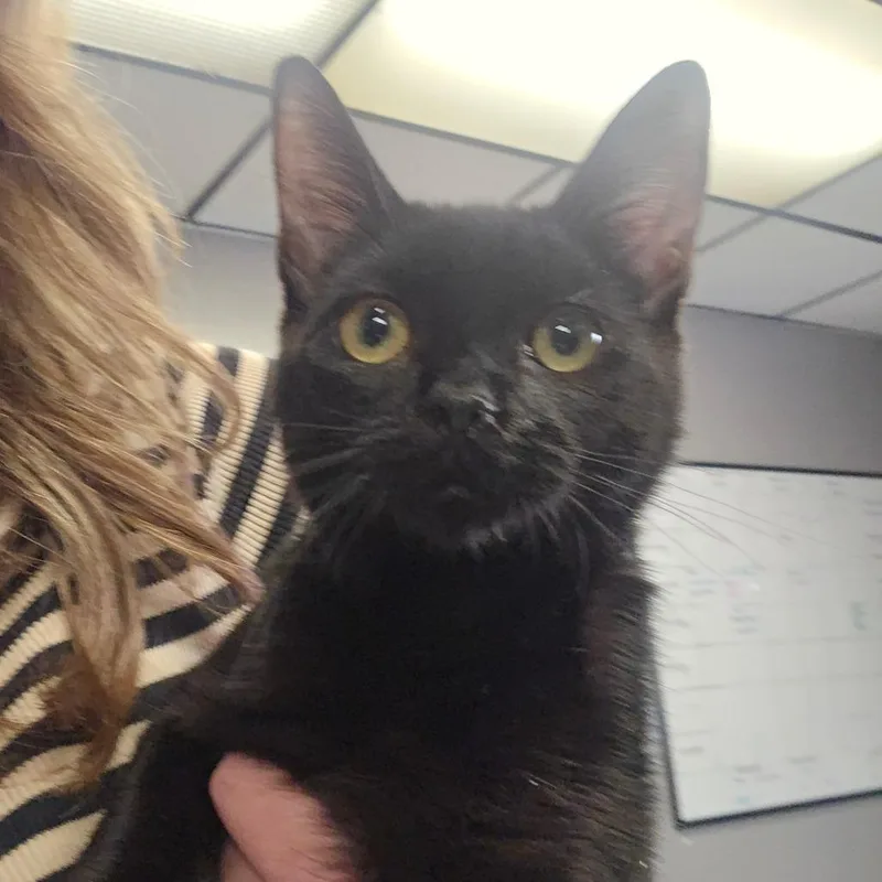 A baby small-sized female Black Domestic Short Hair cat named Lula for adoption in Spokane, WA
