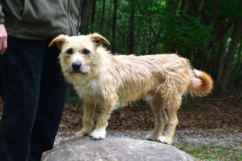 An adult medium-sized male Terrier dog named Kilo for adoption in Willingboro, NJ