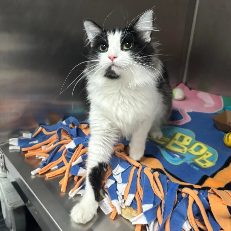A young medium-sized female Black Domestic Long Hair cat named NCI Stephanie for adoption in Port Washington, NY