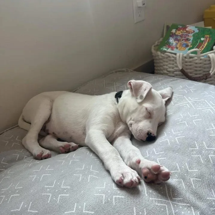 A baby medium-sized male White / Cream Australian Cattle Dog / Blue Heeler dog named Keanu for adoption in Mount Vernon, WA