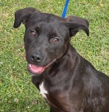 Pup Violet thumbnail 2