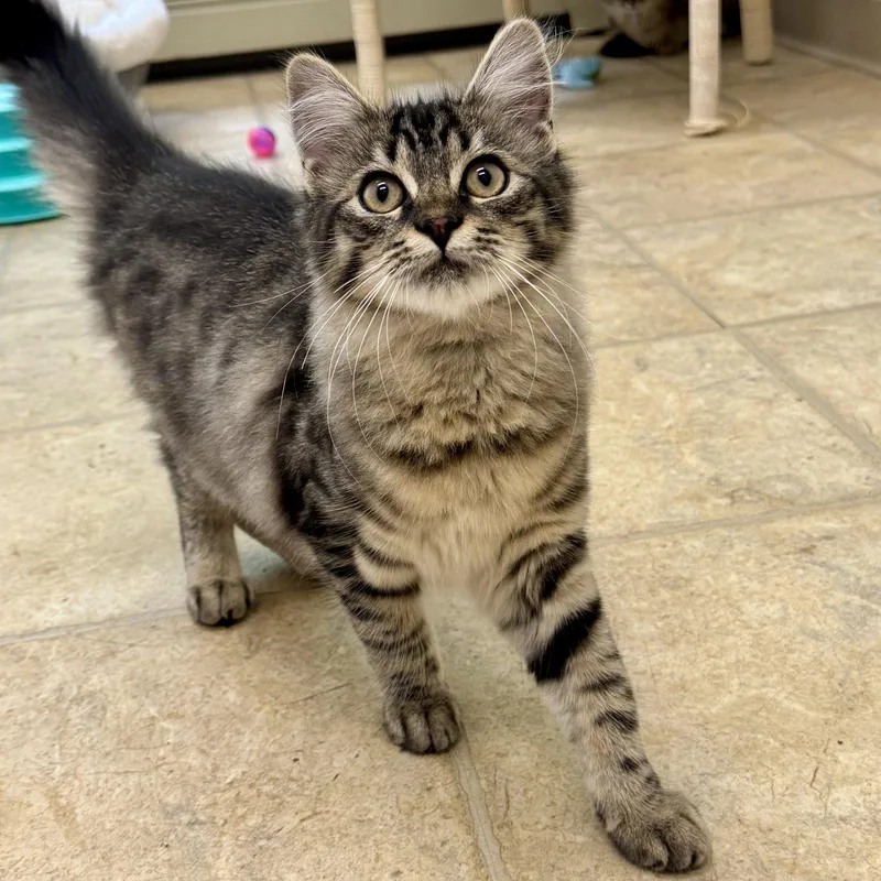 A baby medium-sized female Domestic Medium Hair cat named Azer for adoption in Winchendon, MA