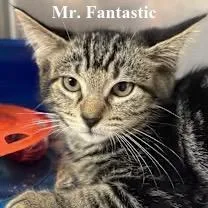 Mr.fantastic thumbnail 2