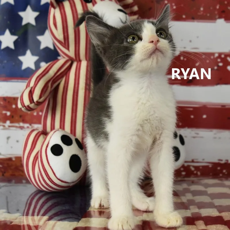 A baby small-sized male White Domestic Short Hair cat named Ryan for adoption in Yuma, AZ
