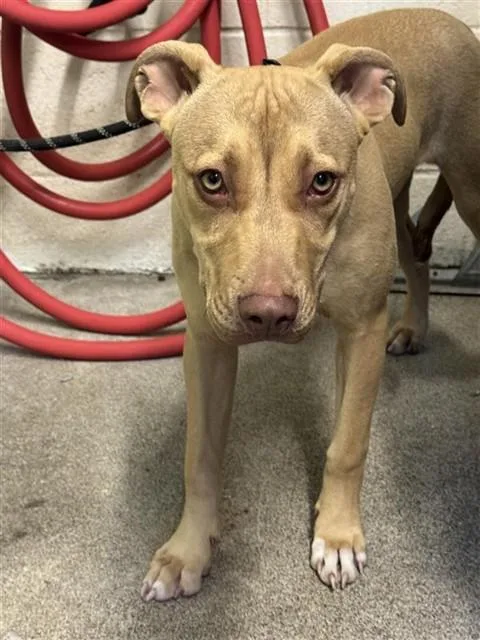 A young small-sized female Pit Bull Terrier dog named Pumpkin for adoption in Sacramento, CA