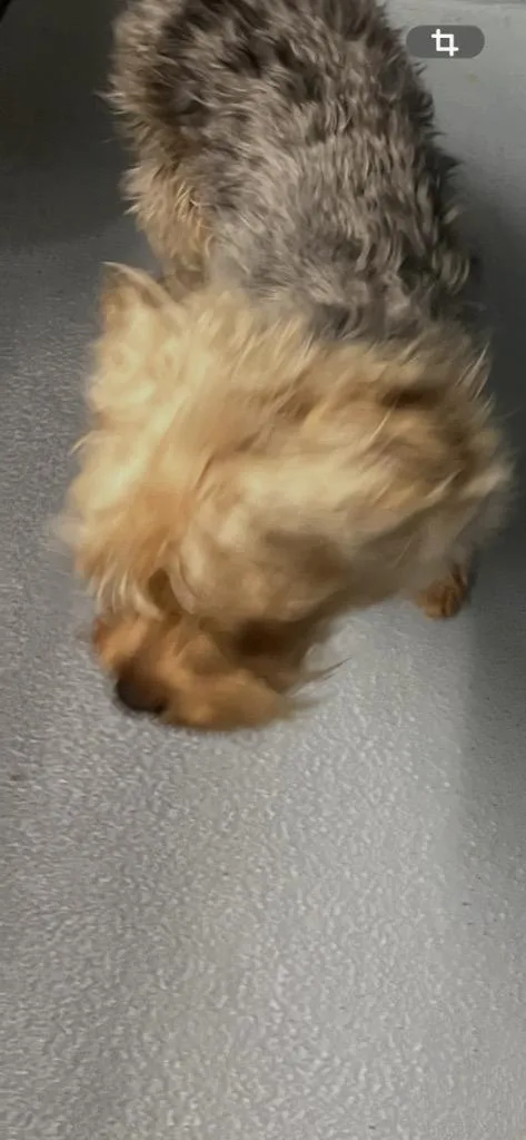 A young small-sized male Shih Tzu dog named Tucker for adoption in Cartersville , GA