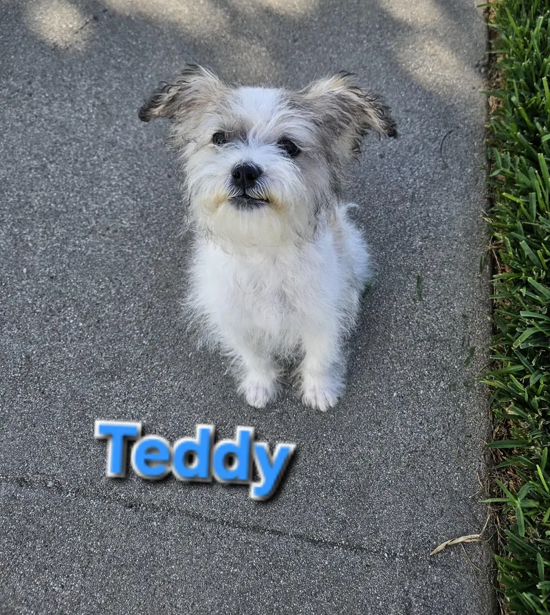 Teddy
