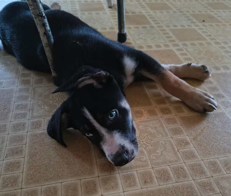 A young large-sized male Tricolor (Brown, Black, & White) Shepherd dog named Nile for adoption in Shelbyville, KY