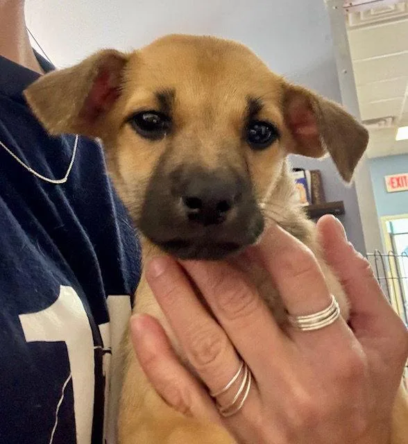 A baby medium-sized female Labrador Retriever dog named Juniper for adoption in Lake Hopatcong, NJ