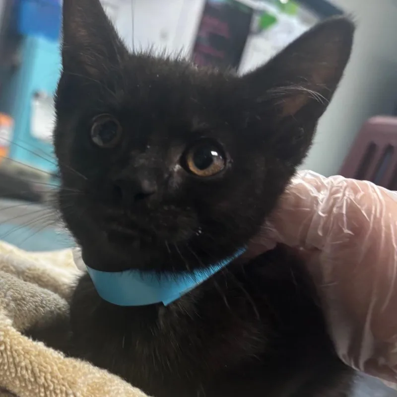 A baby small-sized female Black Domestic Short Hair cat named Tinker The Winker for adoption in Newark, NJ