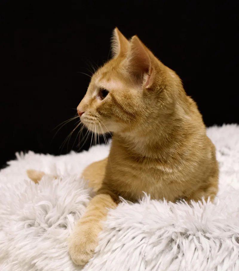 A baby medium-sized male Domestic Short Hair cat named Joe Exotic for adoption in Farmington, MN