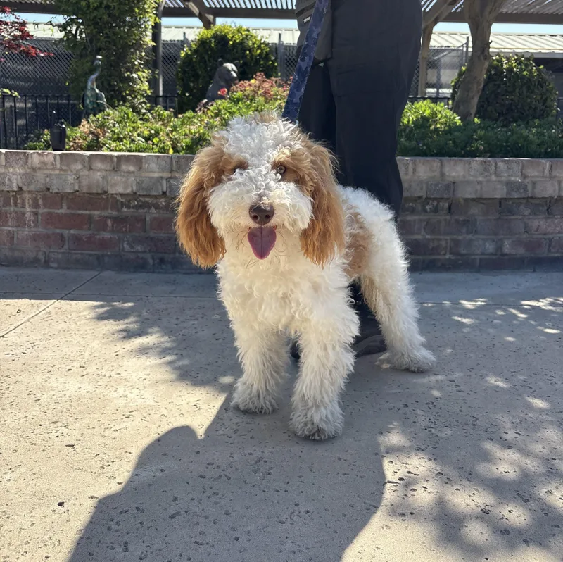 A young small-sized male Yellow / Tan / Blond / Fawn Miniature Poodle dog named Curry for adoption in Lathrop, CA