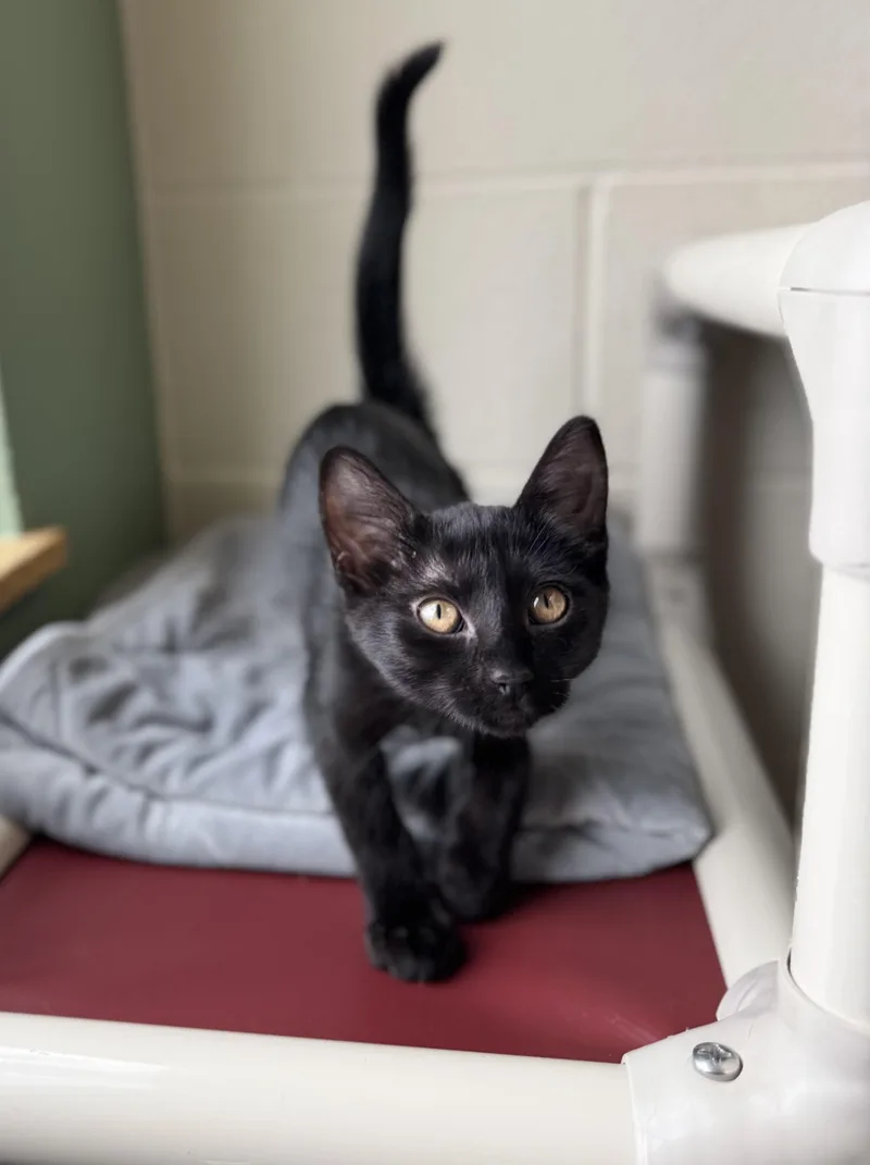 A baby medium-sized female Black Domestic Short Hair cat named Ebony for adoption in Eagle, CO