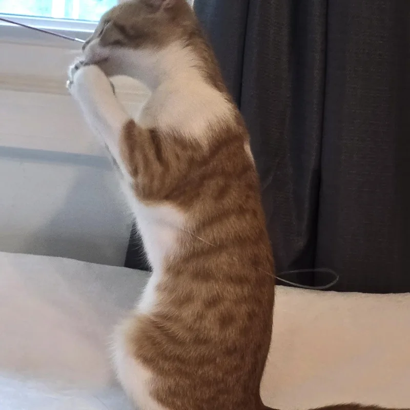 A baby medium-sized male Domestic Short Hair cat named Colby for adoption in Wadsworth, OH