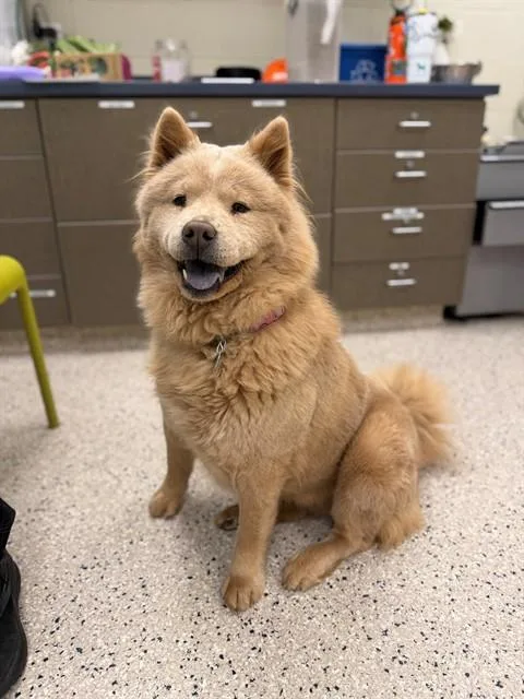 An adult medium-sized female Chow Chow dog named Evelyn for adoption in Brighton, CO