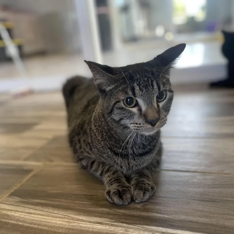 Cyclone thumbnail 3