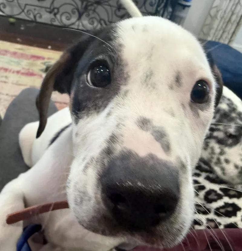 A baby medium-sized female White / Cream American Foxhound dog named Melanie Houndilton for adoption in New Orleans, LA