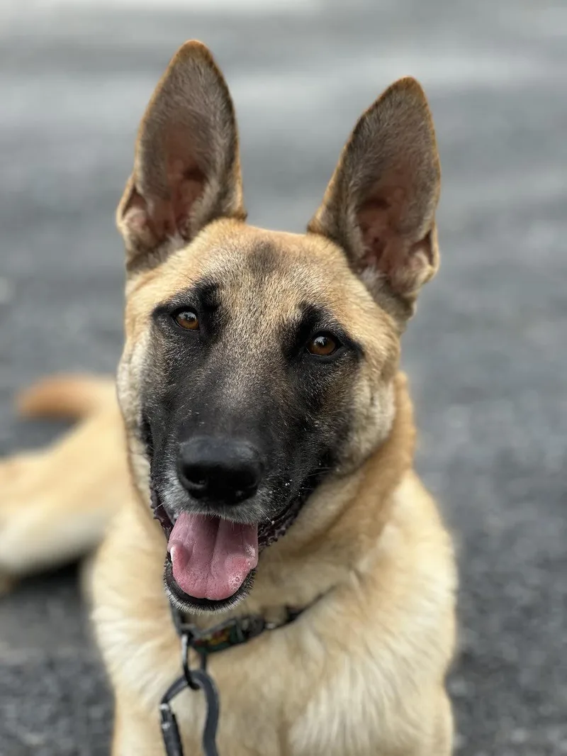 An adult medium-sized female Black German Shepherd Dog dog named Penny for adoption in Oakdale, CA