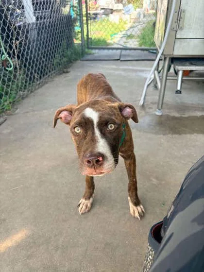 A young medium-sized male Pit Bull Terrier dog named Cedar for adoption in Inverness, FL