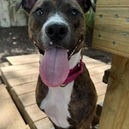 A young medium-sized female Brindle Mixed Breed dog named Kate for adoption in Charleston, SC