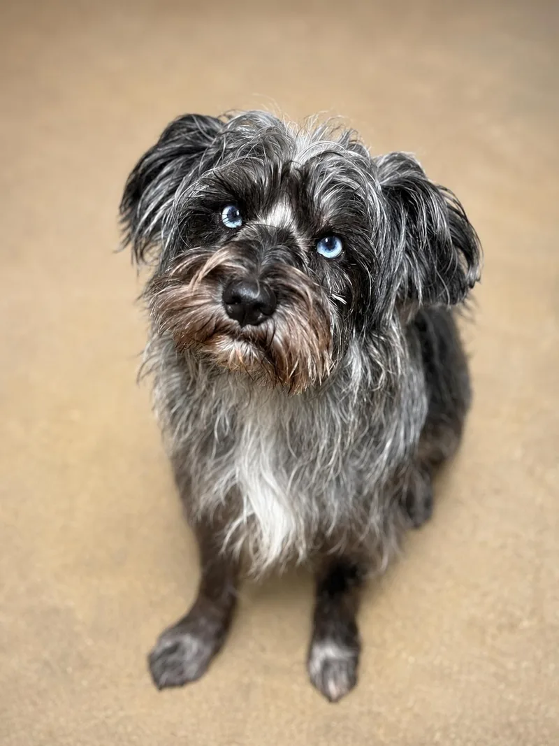 Gerard thumbnail 3
