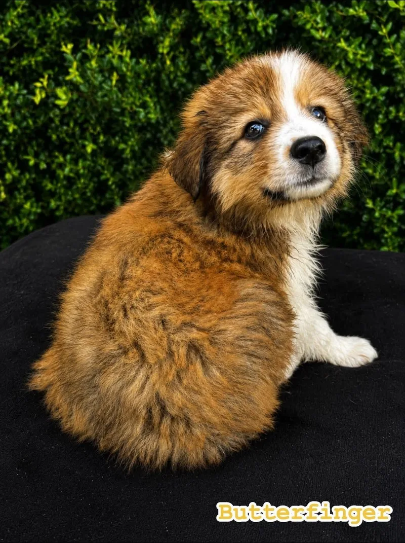 A baby medium-sized female Great Pyrenees dog named Butterfinger  Dessert Litter for adoption in University Place, WA