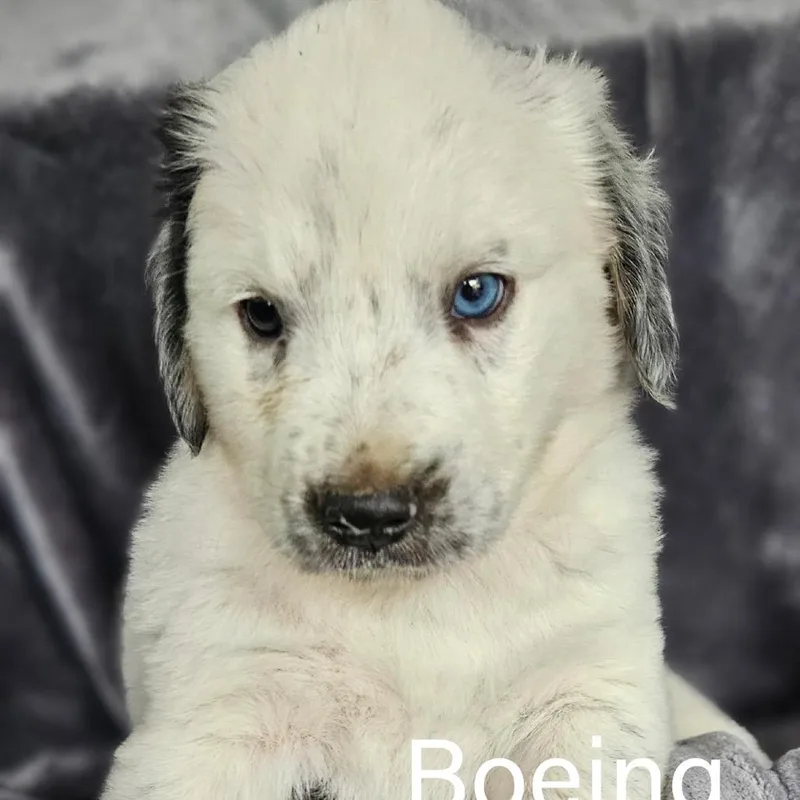 A baby medium-sized male Brown / Chocolate Australian Shepherd dog named Boeing for adoption in Rockville, MD