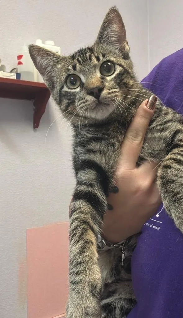 A baby small-sized male Domestic Short Hair cat named Woody for adoption in New Braunfels, TX