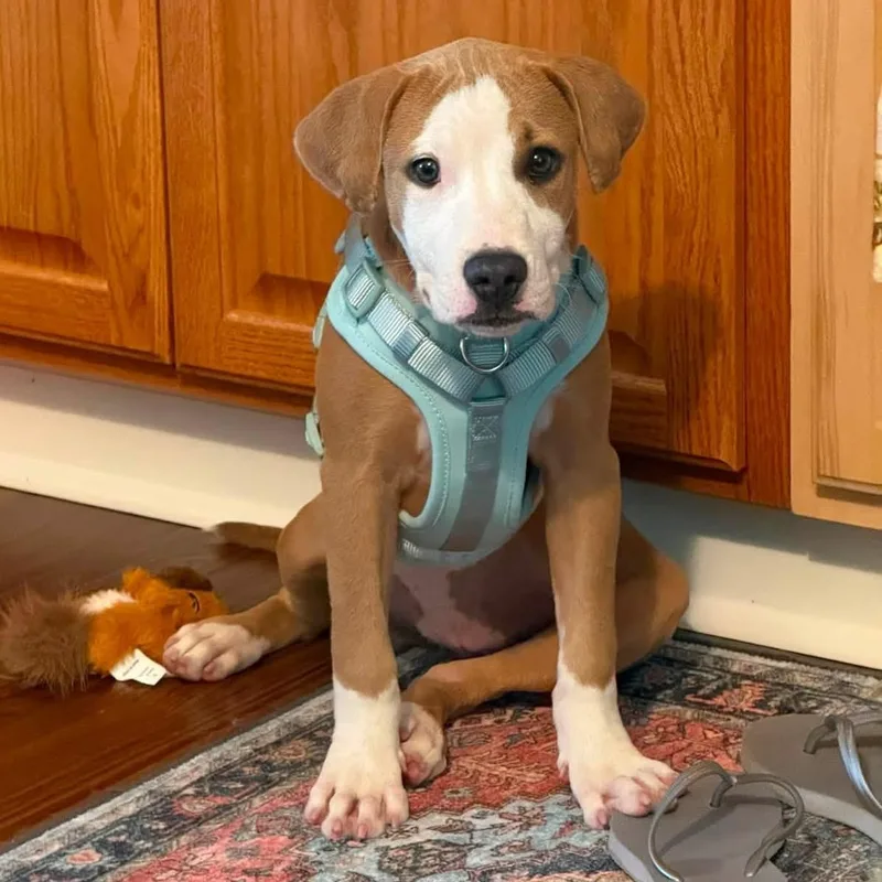 A baby medium-sized female Pit Bull Terrier dog named Rue for adoption in Baltimore, MD